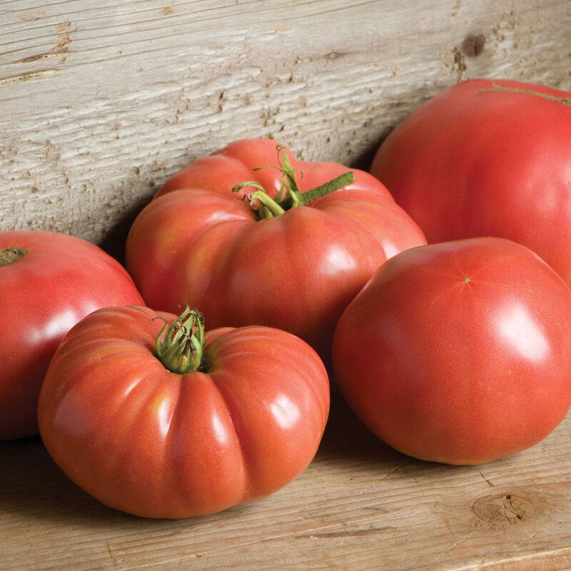 German Johnson Tomato - 3" Pot