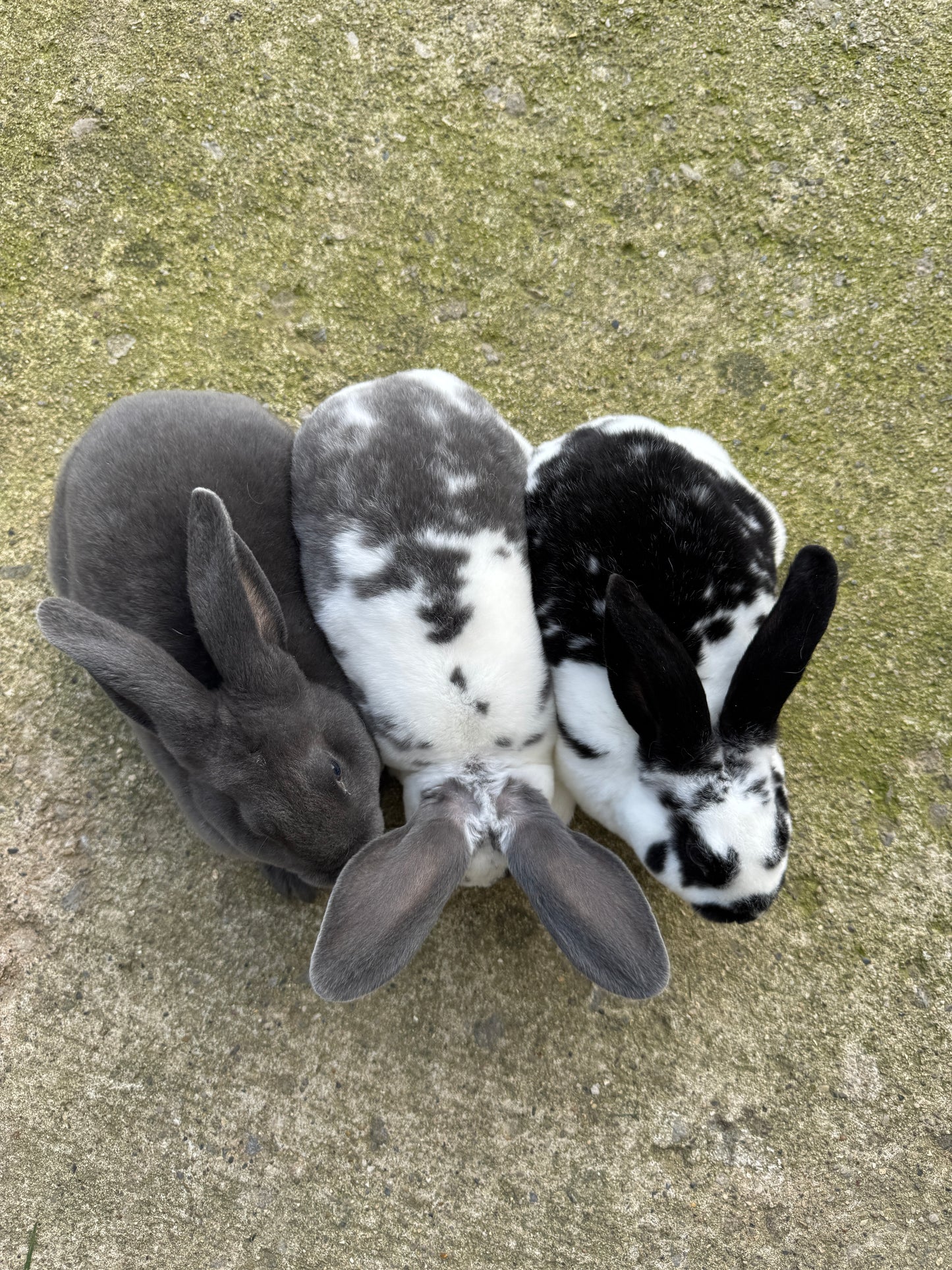 Female Rex, not mini, Rabbits - Show and Meat Quality