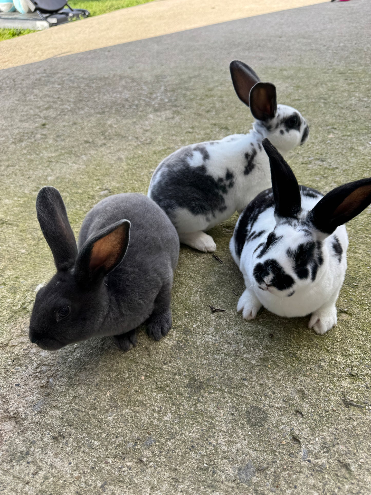 Female Rex, not mini, Rabbits - Show and Meat Quality