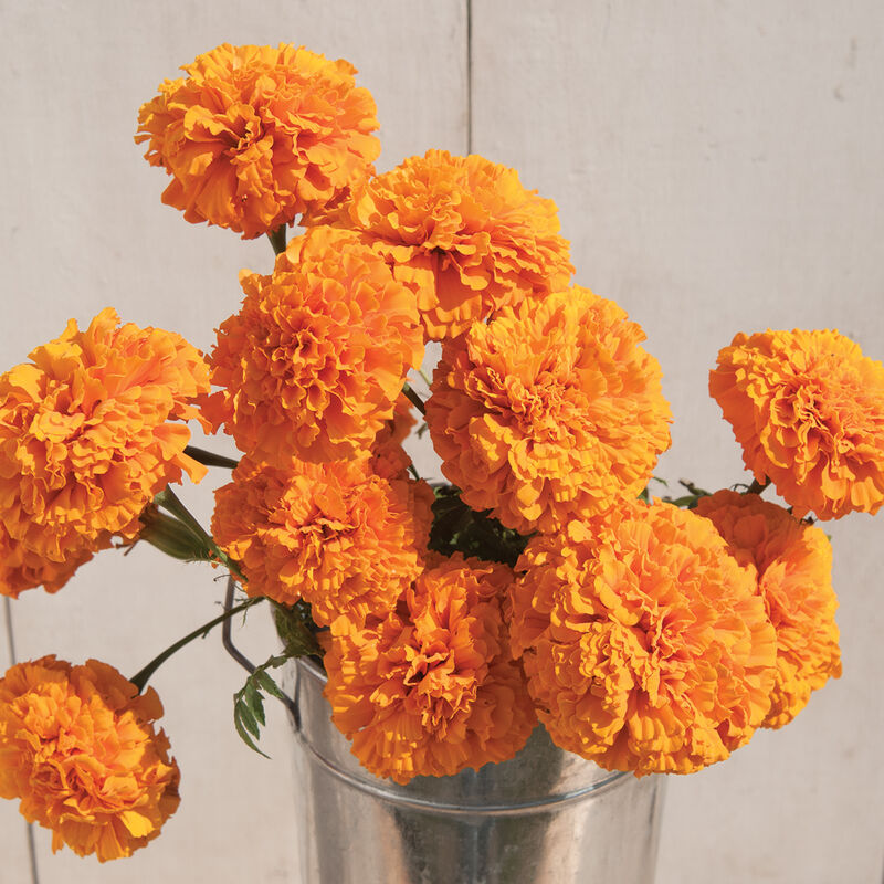 Giant Orange Marigold Start - 3" Pot