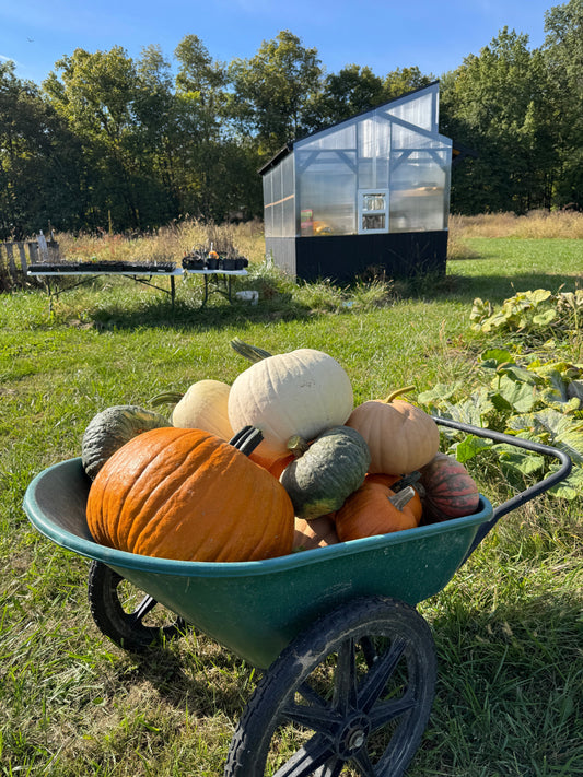 Cooking with Pumpkin: From Porch Décor to Farmhouse Table