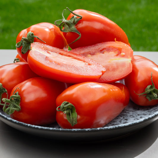 San Marzano Tomato Start - 3" Pot