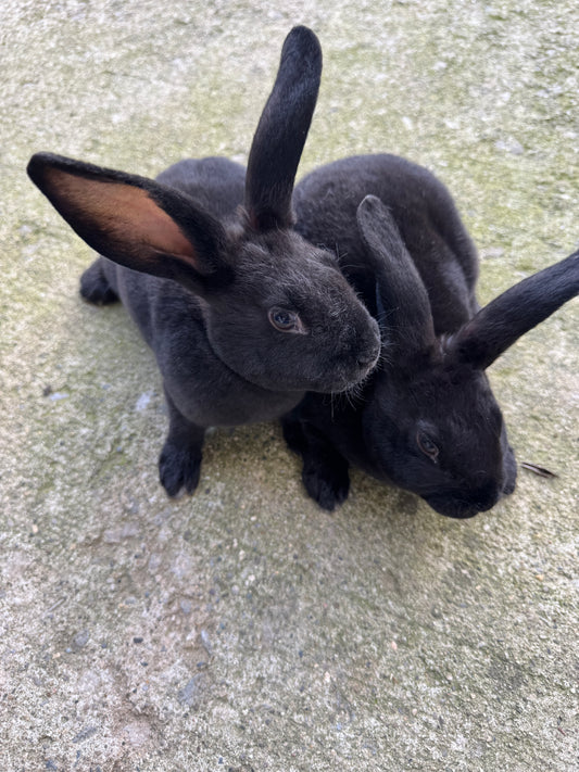 Male Rex, not mini, Rabbits - Show and Meat Quality