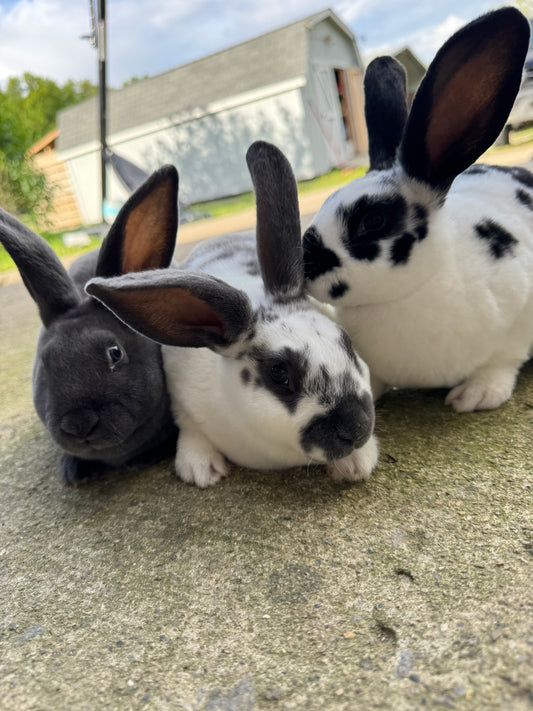 Female Rex, not mini, Rabbits - Show and Meat Quality