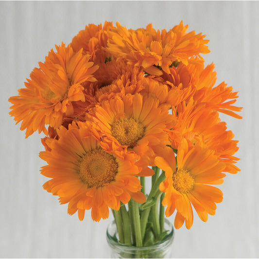 Alpha Calendula Start - 3" Pot
