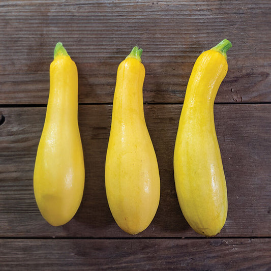 Butterfingers Yellow Summer Squash Start -3" Pot