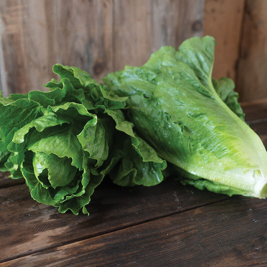 Chalupa Romaine Lettuce Start - 3" Pot