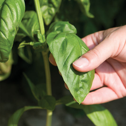 Genovese Basil Start - 3" Pot